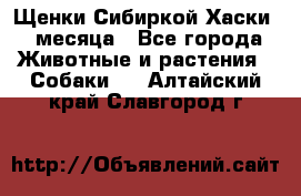 Щенки Сибиркой Хаски 2 месяца - Все города Животные и растения » Собаки   . Алтайский край,Славгород г.